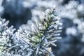 Winter toned frosted gorse macro Royalty Free Stock Photo