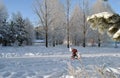 Winter city landscape, snowy trees and a small child riding a sled.