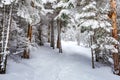 Winter trail in forest footsteps in snow Royalty Free Stock Photo