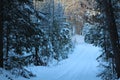 Winter trail in the forest