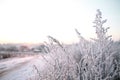 winter trail at the sunset snow-covered branches in the front Royalty Free Stock Photo