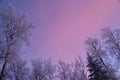 Winter tranquility of the sky, watching through the trees in hoarfrost