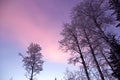 Winter tranquility of the sky, watching through the trees in hoarfrost