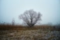 Winter lonely tree Royalty Free Stock Photo