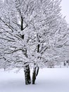 Winter Tree Christmas Snowfall White Snow Covered Flocked