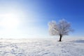 Winter tree. Alone frozen tree in winter snowy field. Royalty Free Stock Photo