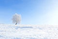 Winter tree. Alone frozen tree in winter snowy field. Royalty Free Stock Photo