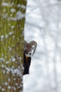 Winter tree with animal. Mouflon, Ovis orientalis, winter scene with snow in the forest, horned animal in the nature habitat, port