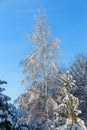 Winter tree background. Belarusian winter landscape. Beginning of winter.