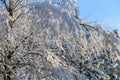 Winter tree background. Belarusian winter landscape. Beginning of winter.