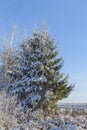 Winter tree background. Belarusian winter landscape. Beginning of winter.