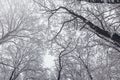 Winter tree background. Winter forest frozen trees. Royalty Free Stock Photo