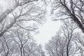 Winter tree background. Winter forest frozen trees. Royalty Free Stock Photo