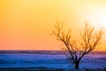 Winter tree on beach at sunset Royalty Free Stock Photo