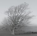 Winter tree and a blackbird