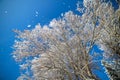 Winter tree branches against the blue sky Royalty Free Stock Photo