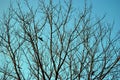 Winter tree branches blue sky