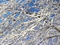 Winter tree branches covered with snow Royalty Free Stock Photo