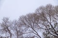 Winter tree branches without leaves against a cloudy sky during snowfall Royalty Free Stock Photo