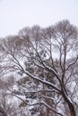 Winter tree branches without leaves against a cloudy sky during snowfall Royalty Free Stock Photo