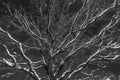 Winter Tree Canopy Abstract