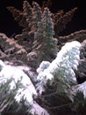 Winter tree. Christmas tree in the snow. Forest in winter. Night sky and snow. Life and hope.