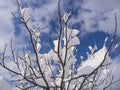 Winter tree covered with white snow on a sunny day against a blue sky