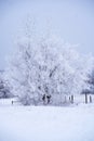 Winter tree covers ice and snow wonderland