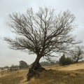 Winter tree in Ermelo