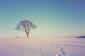 Winter tree on the field. Nature background. Royalty Free Stock Photo