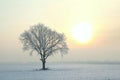 winter tree in the field at sunrise single oak covered with hoarfrost on a snowy lit by morning sun beautiful scenery december Royalty Free Stock Photo