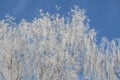 Winter Tree Frost on the Branch. Hoar-frost on trees in winter stock photo. Merry Christmas. Gift card Royalty Free Stock Photo