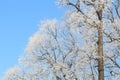 Winter Tree Frost on the Branch. Hoar-frost on trees in winter stock photo. Merry Christmas. Gift card Royalty Free Stock Photo