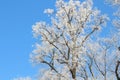 Winter Tree Frost on the Branch. Hoar-frost on trees in winter stock photo. Merry Christmas. Gift card Royalty Free Stock Photo