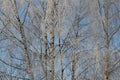 Winter Tree Frost on the Branch. Hoar-frost on trees in winter stock photo. Merry Christmas. Gift card