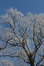 Winter Tree Frost on the Branch. Hoar-frost on trees in winter stock photo. Merry Christmas. Gift card