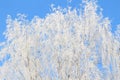 Winter Tree Frost on the Branch. Hoar-frost on trees in winter stock photo. Merry Christmas. Gift card Royalty Free Stock Photo