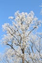 Winter Tree Frost on the Branch. Hoar-frost on trees in winter stock photo. Merry Christmas. Gift card Royalty Free Stock Photo