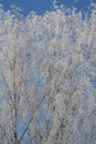 Winter Tree Frost on the Branch. Hoar-frost on trees in winter stock photo. Merry Christmas. Gift card