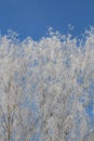 Winter Tree Frost on the Branch. Hoar-frost on trees in winter stock photo. Merry Christmas. Gift card Royalty Free Stock Photo