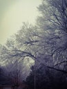 Winter Tree Frost Royalty Free Stock Photo