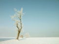 Winter tree, frost covered branches Royalty Free Stock Photo