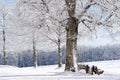 Winter Tree, Germany