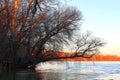 Winter tree without leaves on the bank of the Danube river at the autumn sunset Royalty Free Stock Photo