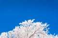 winter tree nature background Royalty Free Stock Photo