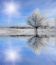 Winter tree near frozen lake