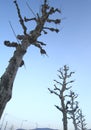 Dead Tree and winter Blue Sky Royalty Free Stock Photo