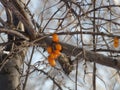Sea-buckthorn berry on a branch