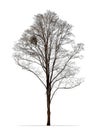 Winter tree photo isolated on white Royalty Free Stock Photo
