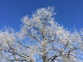 A winter tree with rime and the blue sky